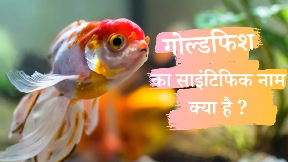 scientific name of goldfish in hindi